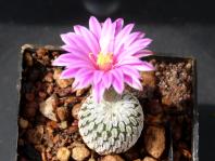 Thumbnail of 1753_Turbinicarpus pseudopectinatus_20150413_02(1).jpg